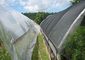 कृषि के लिए काले प्लास्टिक ग्रीनहाउस शेड नेटिंग, 4 x 100 मी